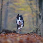 Az őszi hűvös idő nemcsak az emberekre, de a négylábúak számára is veszélyt hordoz!